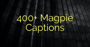 400+ Magpie Captions